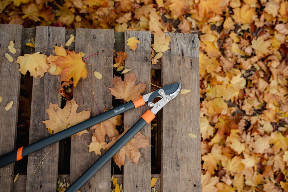 Close-up van Snoeischaar