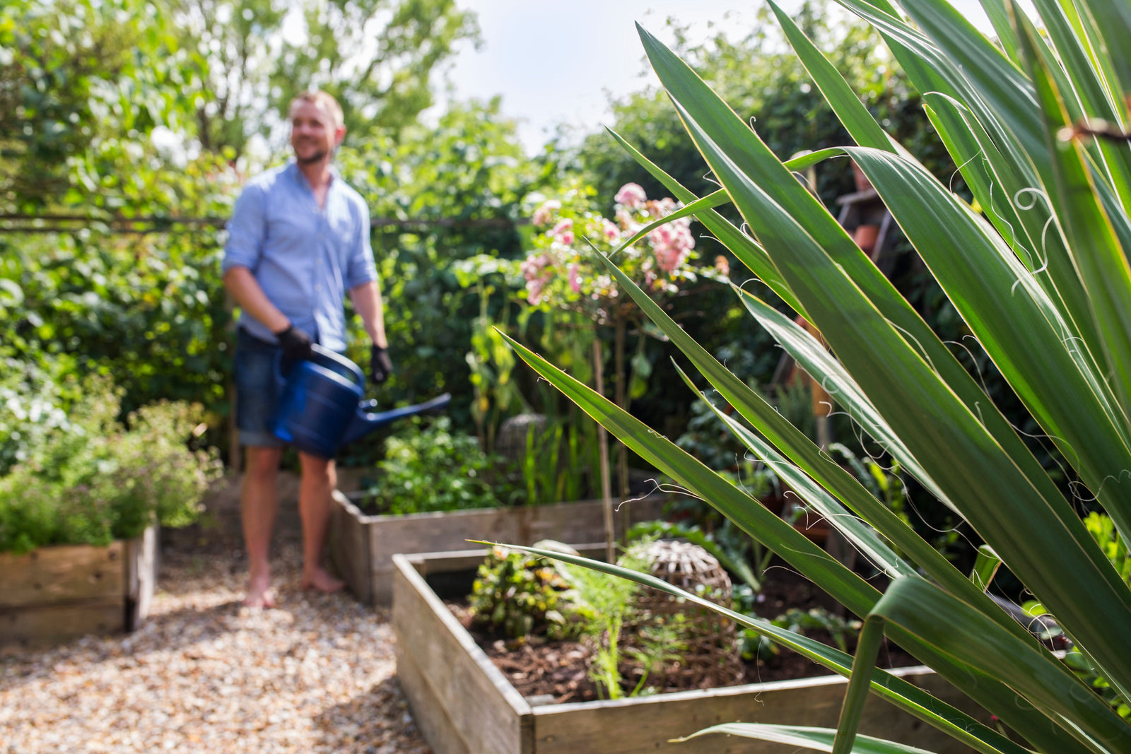Hoe lang kan een tuin zonder water?
